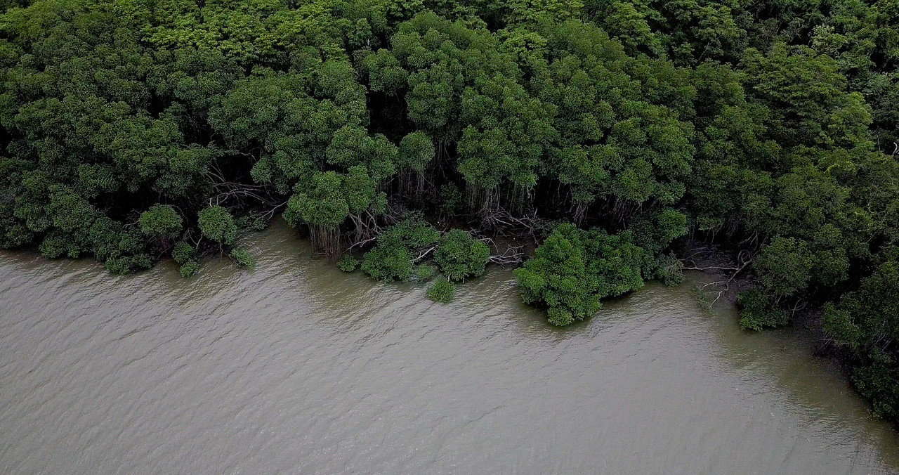»Oceanic Refractions« Mangrove